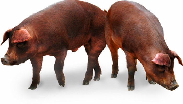 DUROC Selection